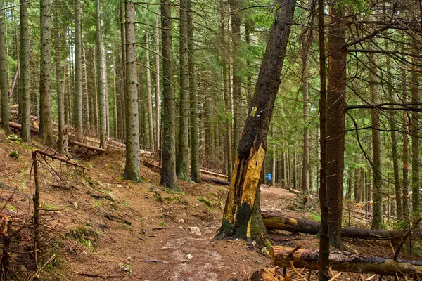 Yoğun çam ağaçlarının arasından geçen yürüyüş yolu devrilmiş ağaçlar ve işaretli bir gövde.