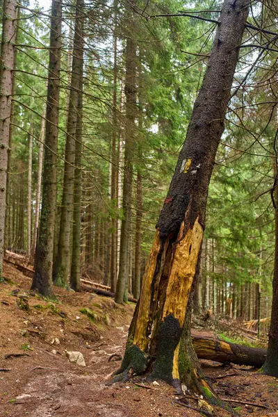 Yoğun çam ağaçlarının arasından geçen yürüyüş yolu devrilmiş ağaçlar ve işaretli bir gövde.