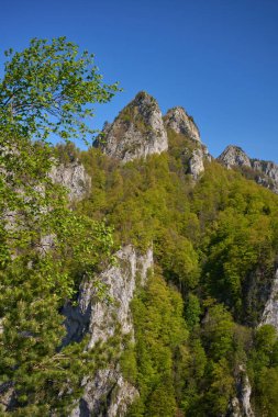 Açık mavi gökyüzünün altında yeşil ağaçlarla kaplı Rocky dağı