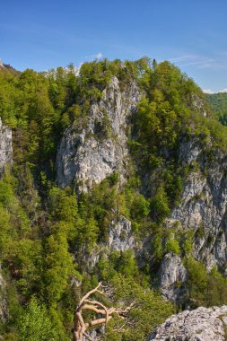 Açık mavi bir yaz gökyüzünün altındaki kayalık kayalıklarda yeşil bitkiler