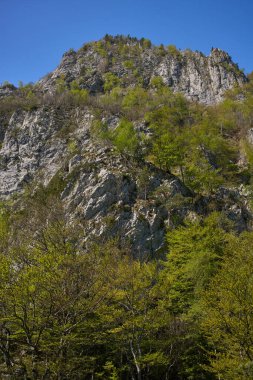 Açık mavi gökyüzünün altında yeşil ağaçlarla kaplı Rocky dağı