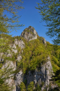 Dik kayalık kayalık yoğun bir şekilde yeşil bitkilerle kaplı açık mavi bir yaz gökyüzü altında