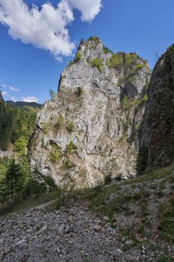 Sarp kayalıklar yoğun bir şekilde yeşil ağaçlar ve yapraklarla kaplı açık mavi bir yaz gökyüzü altında