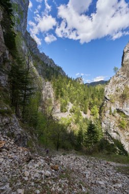 Dik kayalık kayalık yoğun bir şekilde yeşil bitkilerle kaplı açık mavi bir yaz gökyüzü altında