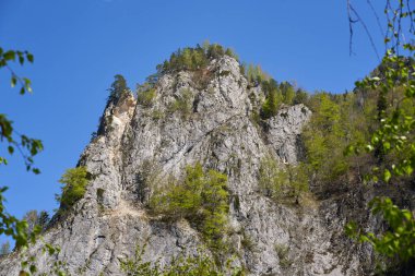 Dik kayalıkların gündüz manzarası yoğun bir şekilde yeşil ağaçlar ve açık mavi yaz gökyüzü altında yapraklarla kaplı.