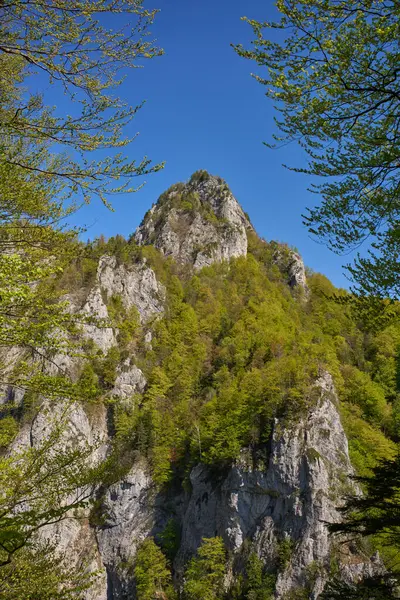 Dik kayalık kayalık yoğun bir şekilde yeşil bitkilerle kaplı açık mavi bir yaz gökyüzü altında