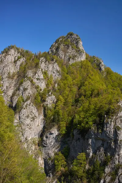 Açık mavi bir yaz gökyüzünün altındaki kayalık kayalıklarda yeşil bitkiler