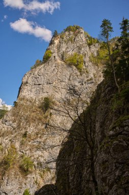 Dik kireçtaşı kayalıkları. Dağılmış ağaçlar, mavi bir gökyüzünün altında, ormanlık bir vadide yükseliyor.