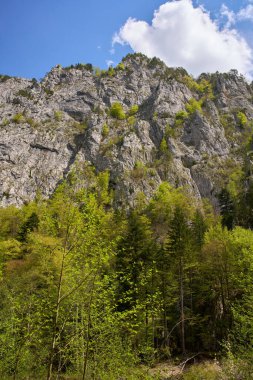 Uçsuz bucaksız dağ yüzeyi. Parlak bir yay altında orman yamaçları.