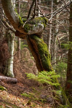 Yosun kaplı kayın ağacı gövdesi, Fagus sylvatica, yaprak çöpü ve kozalaklı ağaçlarla çevrili bir orman yamacında yetişiyor.