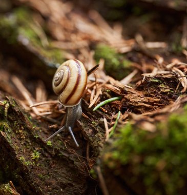 Koru salyangozu, Cepaea nemoralis, yosun kabuğu ve orman enkazı üzerinde sürünen çizgili bir kabuk.