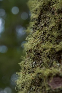 Islak bir orman ortamında ağaç kabuğunda yetişen iplik gibi sakal yosunu, Usnea.