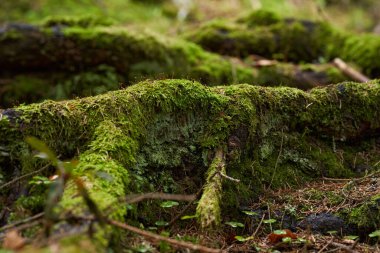 Rutubetli orman zeminine yayılan yaşayan bir ağacın kalın yosun kaplı kökleri.