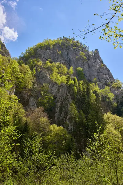Uçsuz bucaksız dağ yüzeyi. Parlak bir yay altında orman yamaçları.