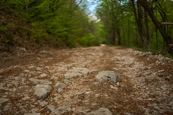 Bahar yaprakları ve ağaçlarla çevrili düzensiz toprak yüzeyi olan kayalık orman yolu.