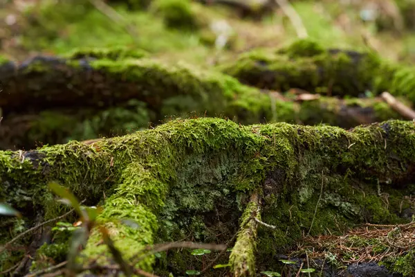 Rutubetli orman zeminine yayılan yaşayan bir ağacın kalın yosun kaplı kökleri.