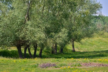 Beyaz söğüt ağacı kümesi (salya alba), çimen ve kır çiçekleriyle çevrili koyu yeşil yapraklarla güneşli bir çayır.