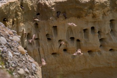 Kum kırlangıçları, Riparia Irmağı, kumtaşı uçurumundaki yuva deliklerinin yanında.