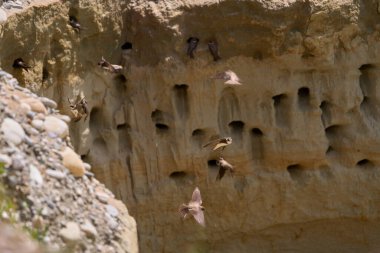 Kum kırlangıçları, Riparia Irmağı, kumtaşı uçurumundaki yuva deliklerinin yanında.