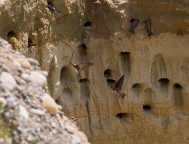 Kum kırlangıçları uçuyor ve yuvalanan deliklerin yanında dikey kumtaşı uçurumunda tünemekteler.