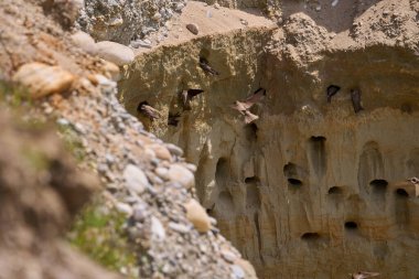 Kum kırlangıçları, Riparia Irmağı, kumtaşı uçurumundaki yuva deliklerinin yanında.