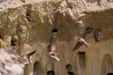 Kum kırlangıçları, Riparia Irmağı, kumtaşı uçurumundaki yuva deliklerinin yanında.