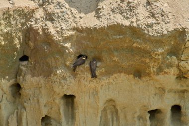 Kum kırlangıçları, Riparia Irmağı, kumtaşı uçurumundaki yuva deliklerinin yanında.
