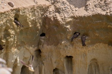 Kum kırlangıçları, Riparia Irmağı, kumtaşı uçurumundaki yuva deliklerinin yanında.