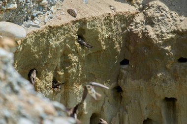 Kum kırlangıçları, Riparia Irmağı, kumtaşı uçurumundaki yuva deliklerinin yanında.