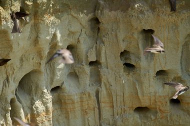 Kum kırlangıçları, Riparia Irmağı, kumtaşı uçurumundaki yuva deliklerinin yanında.