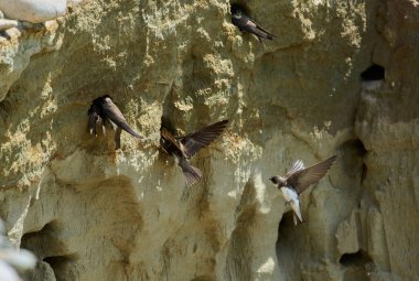 Kum kırlangıçları, Riparia Irmağı, kumtaşı uçurumundaki yuva deliklerinin yanında.