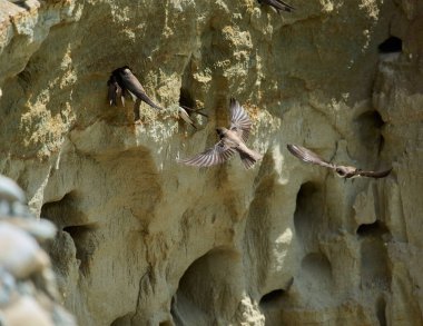 Kum kırlangıçları, Riparia Irmağı, kumtaşı uçurumundaki yuva deliklerinin yanında.