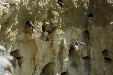 Kum kırlangıçları, Riparia Irmağı, kumtaşı uçurumundaki yuva deliklerinin yanında.