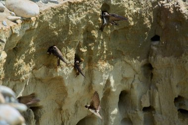 Kum kırlangıçları uçuyor ve yuvalanan deliklerin yanında dikey kumtaşı uçurumunda tünemekteler.