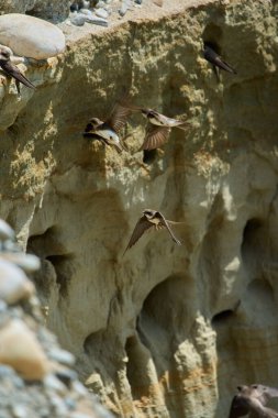 Riparia Irmağı uçuyor ve yuvalanan deliklerin yakınında dikey bir kumtaşı uçurumunda duruyor.