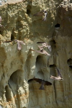 Riparia Irmağı uçuyor ve yuvalanan deliklerin yakınında dikey bir kumtaşı uçurumunda duruyor.