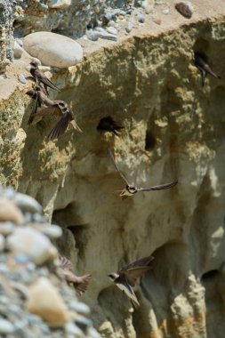 Riparia Irmağı uçuyor ve yuvalanan deliklerin yakınında dikey bir kumtaşı uçurumunda duruyor.