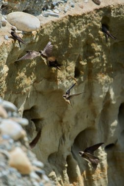 Kum kırlangıçları, Riparia Irmağı, kumtaşı uçurumundaki yuva deliklerinin yanında.