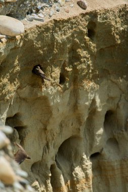 Kum kırlangıçları, Riparia Irmağı, kumtaşı uçurumundaki yuva deliklerinin yanında.