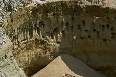 Kum kırlangıçları, Riparia Irmağı, kumtaşı uçurumundaki yuva deliklerinin yanında.