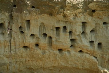 Sand Martin, Riparia Riparia, kumtaşı uçurumundaki yuva deliklerinin yanında.