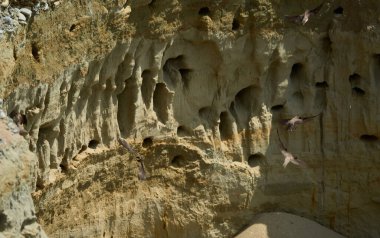 Kum kırlangıçları uçuyor ve yuvalanan deliklerin yanında dikey kumtaşı uçurumunda tünemekteler.