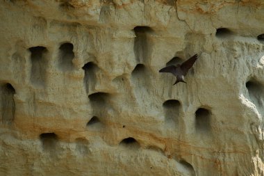 Sand Martin, Riparia Riparia, kumtaşı uçurumundaki yuva deliklerinin yanında.
