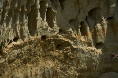 Sand Martin, Riparia Riparia, kumtaşı uçurumundaki yuva deliklerinin yanında.