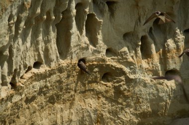 Kum kırlangıçları, Riparia Irmağı, kumtaşı uçurumundaki yuva deliklerinin yanında.