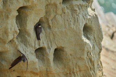 Kum kırlangıçları uçuyor ve yuvalanan deliklerin yanında dikey kumtaşı uçurumunda tünemekteler.
