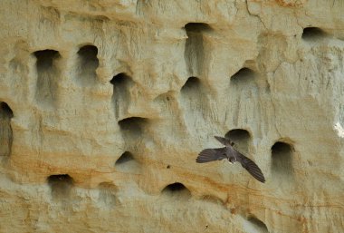 Sand Martin, Riparia Riparia, kumtaşı uçurumundaki yuva deliklerinin yanında.