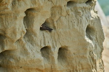 Sand Martin, Riparia Riparia, kumtaşı uçurumundaki yuva deliklerinin yanında.