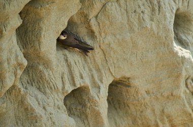 Sand Martin, Riparia Riparia, kumtaşı uçurumundaki yuva deliklerinin yanında.