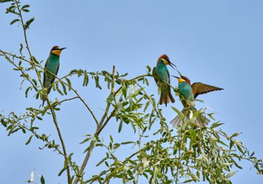 Avrupalı arı yiyiciler, merops apiaster, mavi gökyüzünün altındaki yapraklı dallara tünemiş ve kanatlarını yayıyorlar.